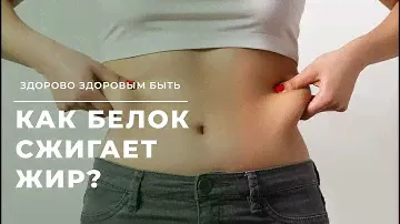 Как белок сжигает жир?