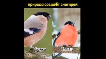 снегири#этид#природаматьнаша💚🐤