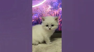 Девочка  очаровашка!  Её  голубые  глаза,  в  которых  утопаешь  с  первого  взгляда...