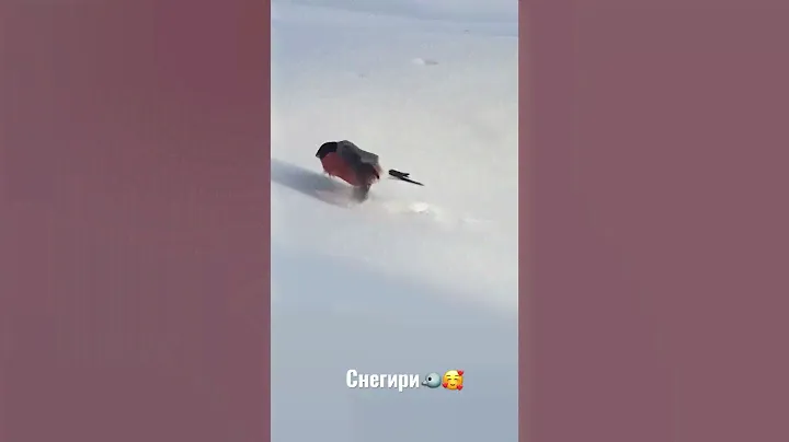 #снегири #весна #2023