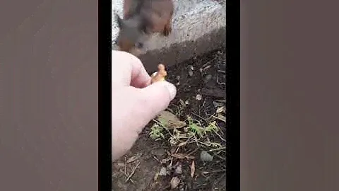 Белочка Рыжка