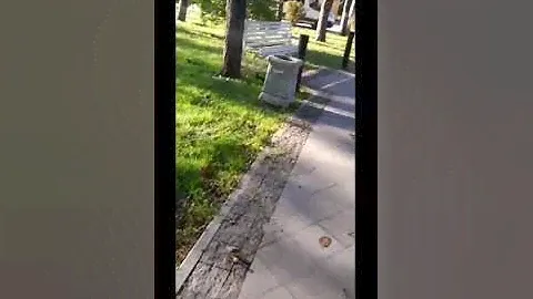 Белочка Рыжка прячет орехи (часть вторая)