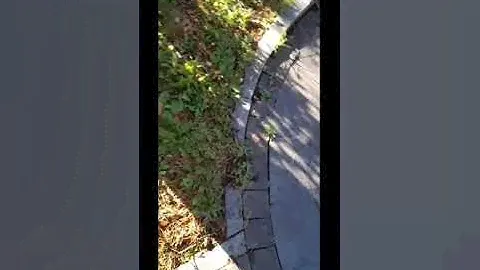 Белочка Рыжка прячет орехи (часть третья)