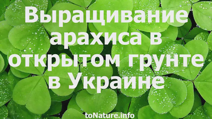 Выращивание арахиса в открытом грунте в Украине